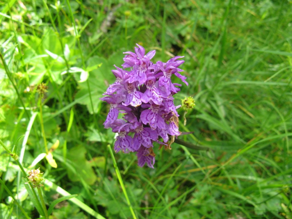 Orchis maculata? No, Dactylorhiza fuchsii