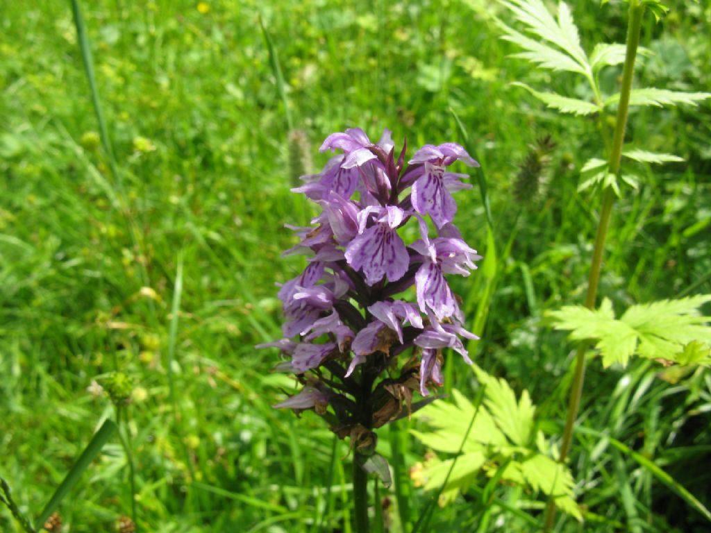 Orchis maculata? No, Dactylorhiza fuchsii