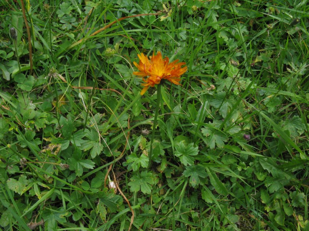 Crepis aurea
