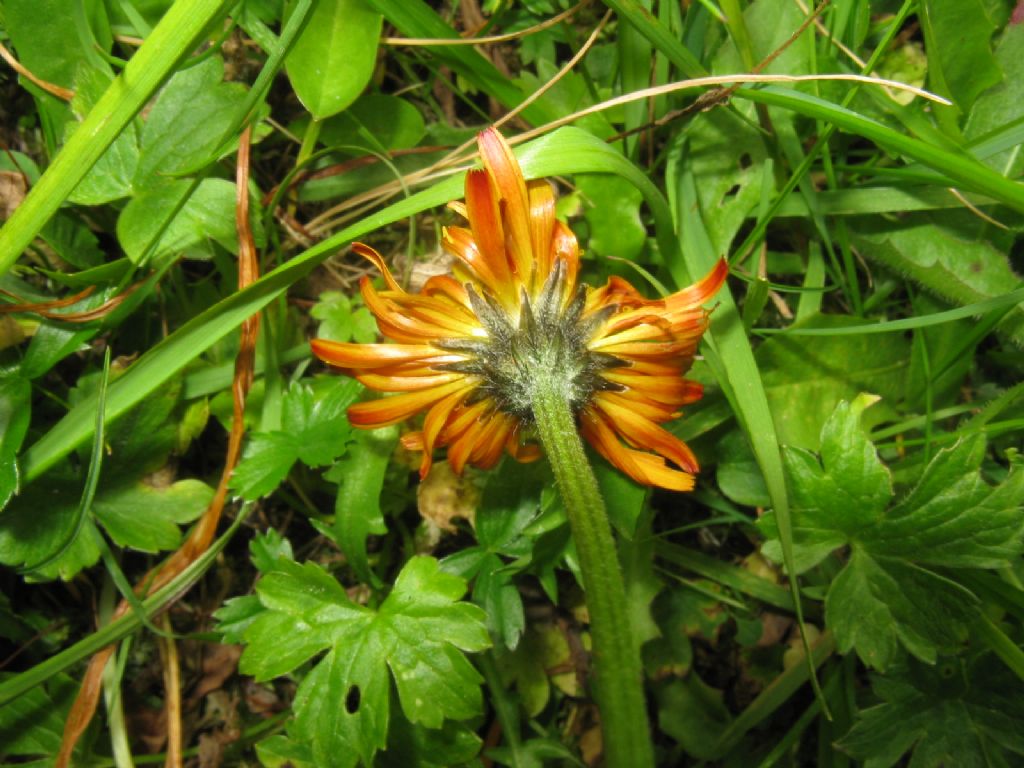 Crepis aurea