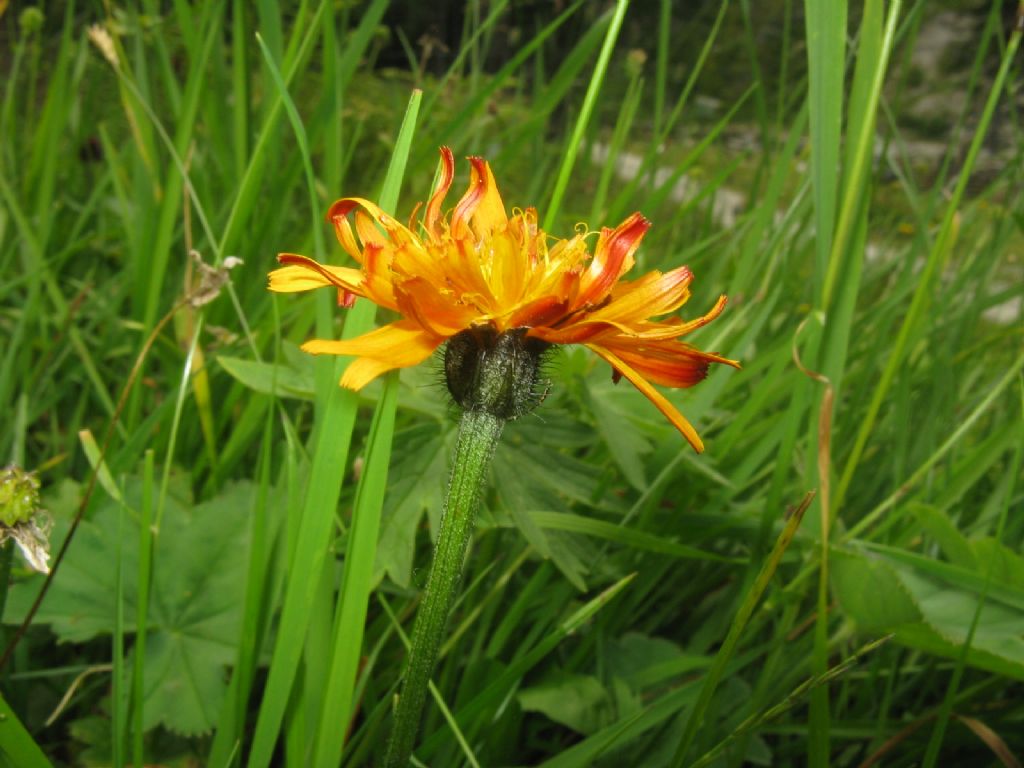 Crepis aurea