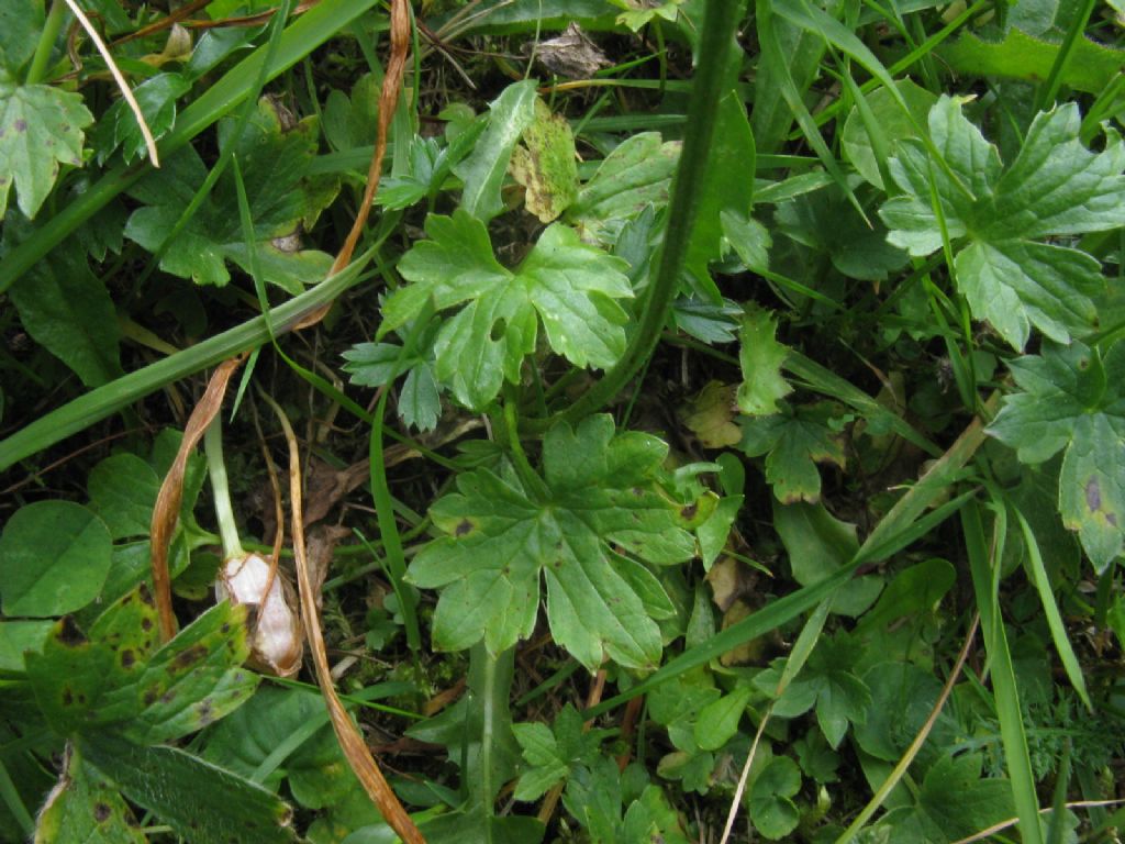 Crepis aurea