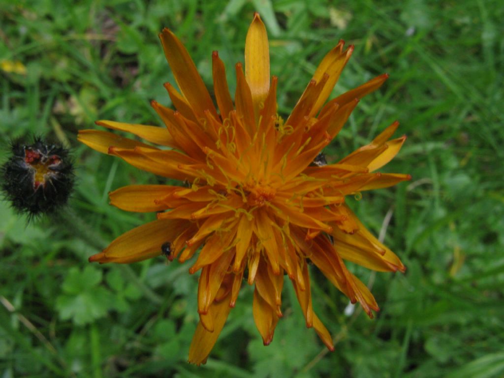 Crepis aurea