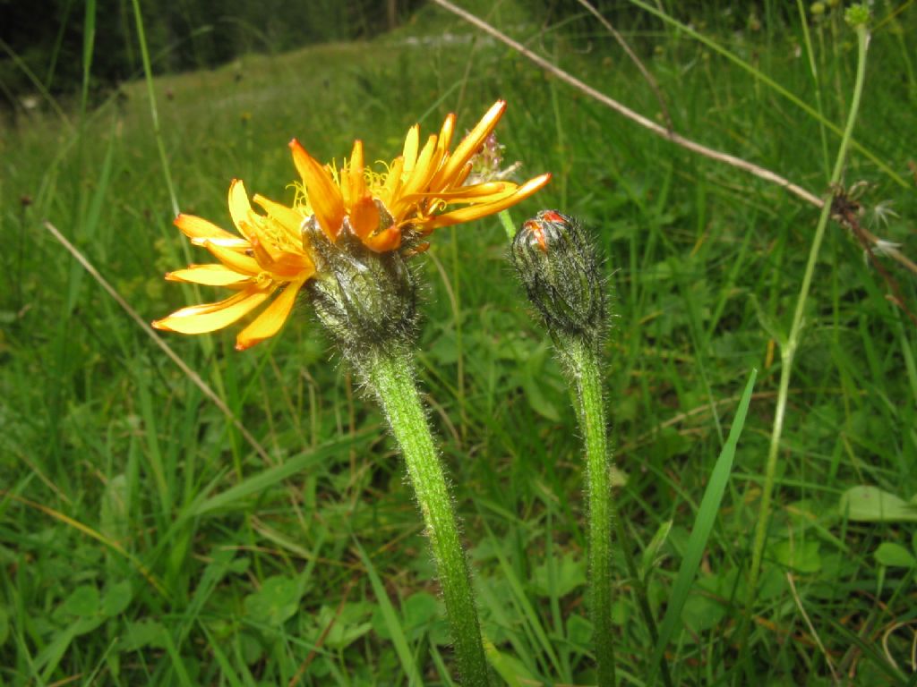Crepis aurea
