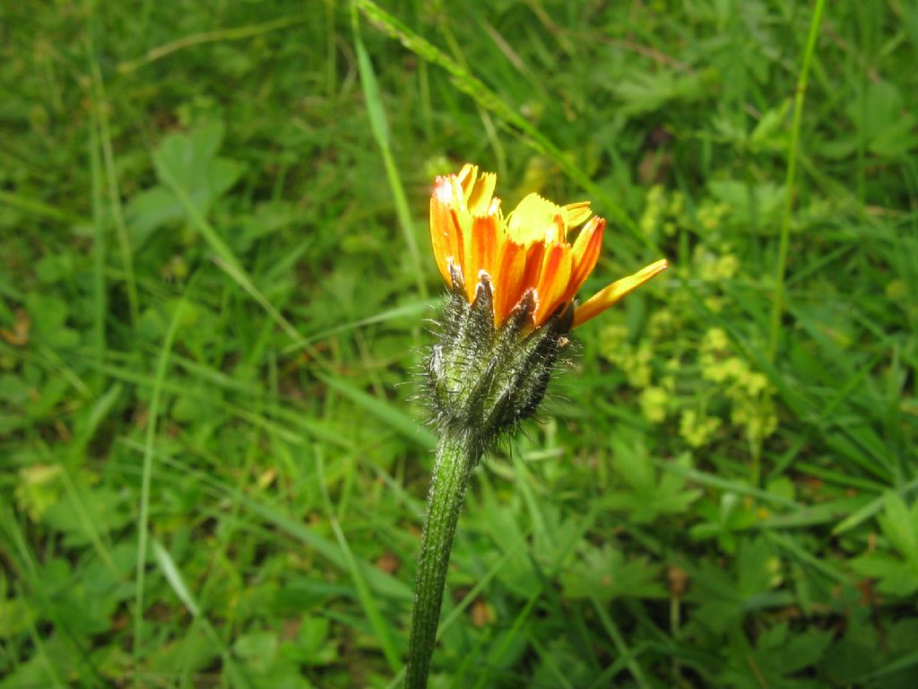 Crepis aurea