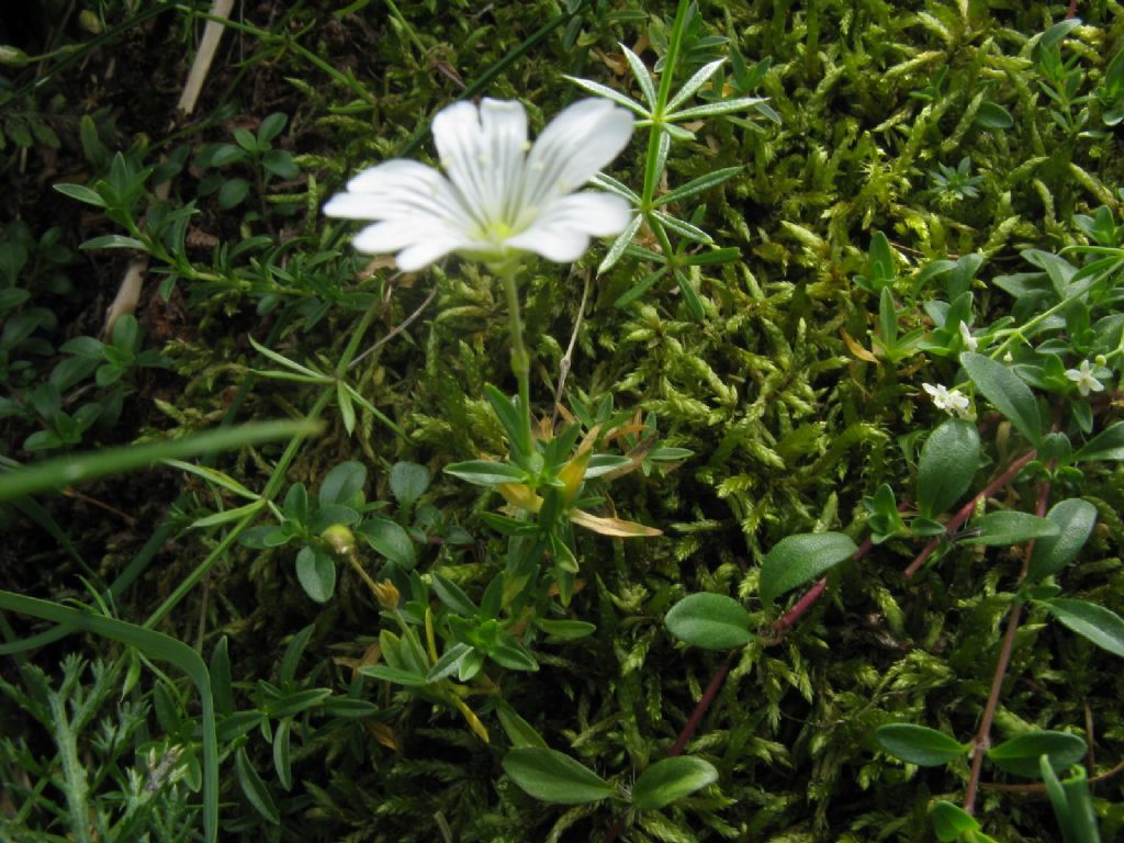 Galium cfr. anisophyllon (Rubiaceae)