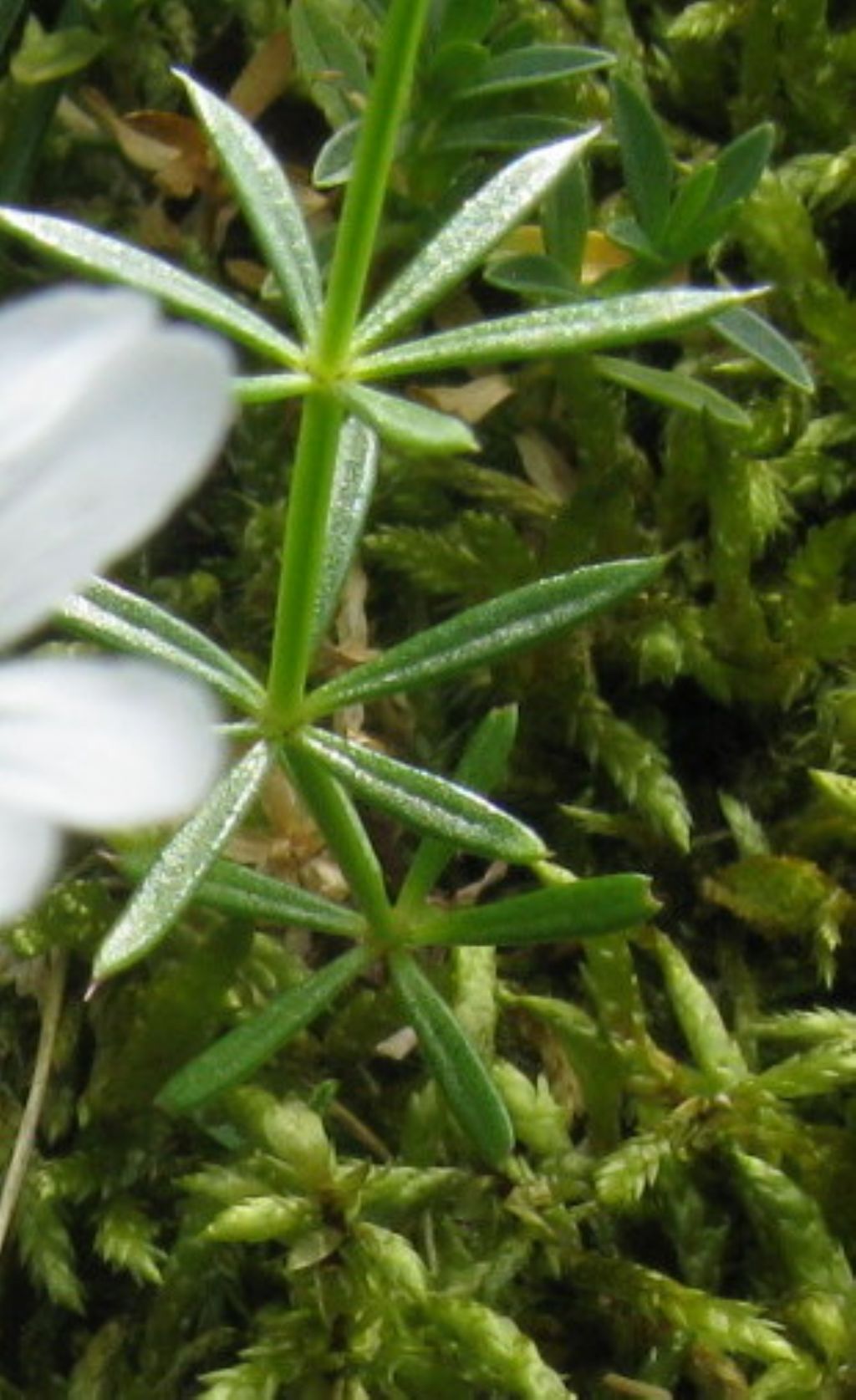 Galium cfr. anisophyllon (Rubiaceae)