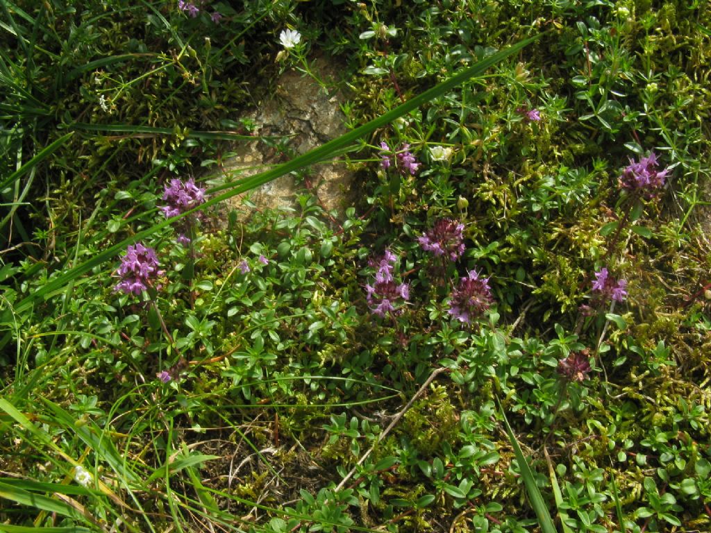Thymus sp.