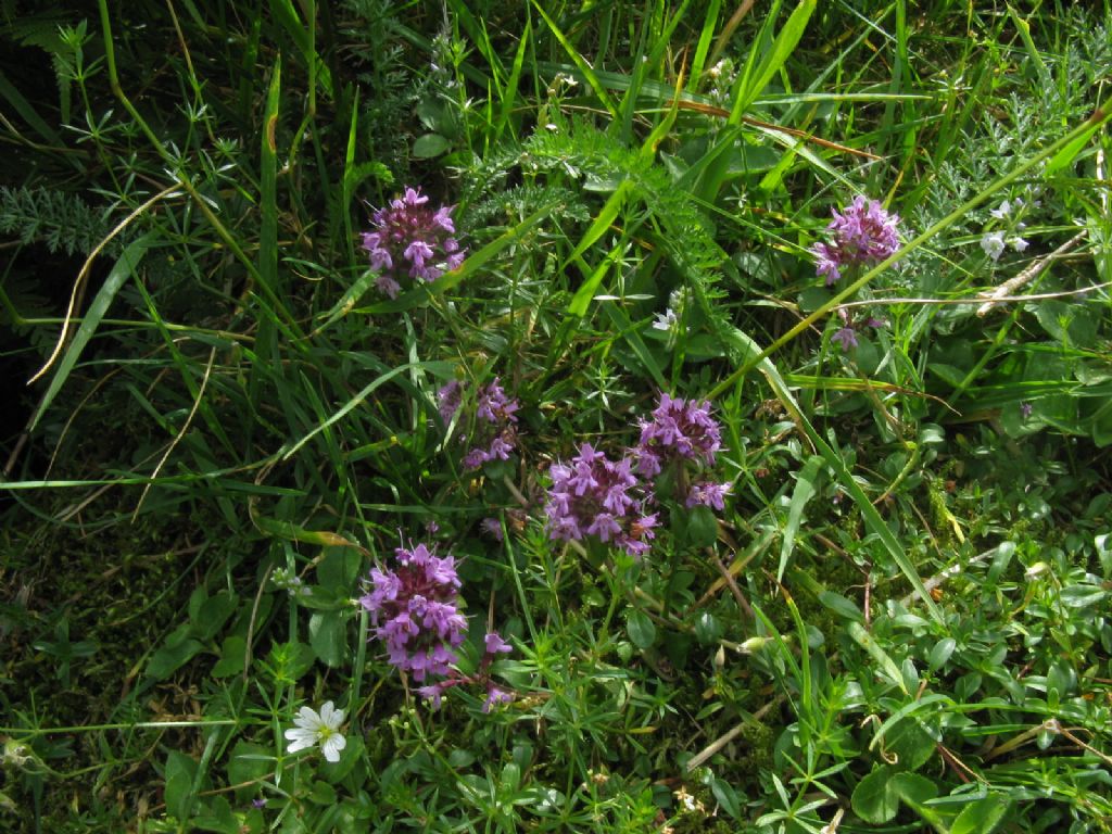 Thymus sp.