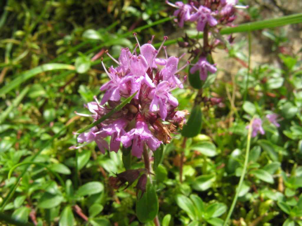 Thymus sp.