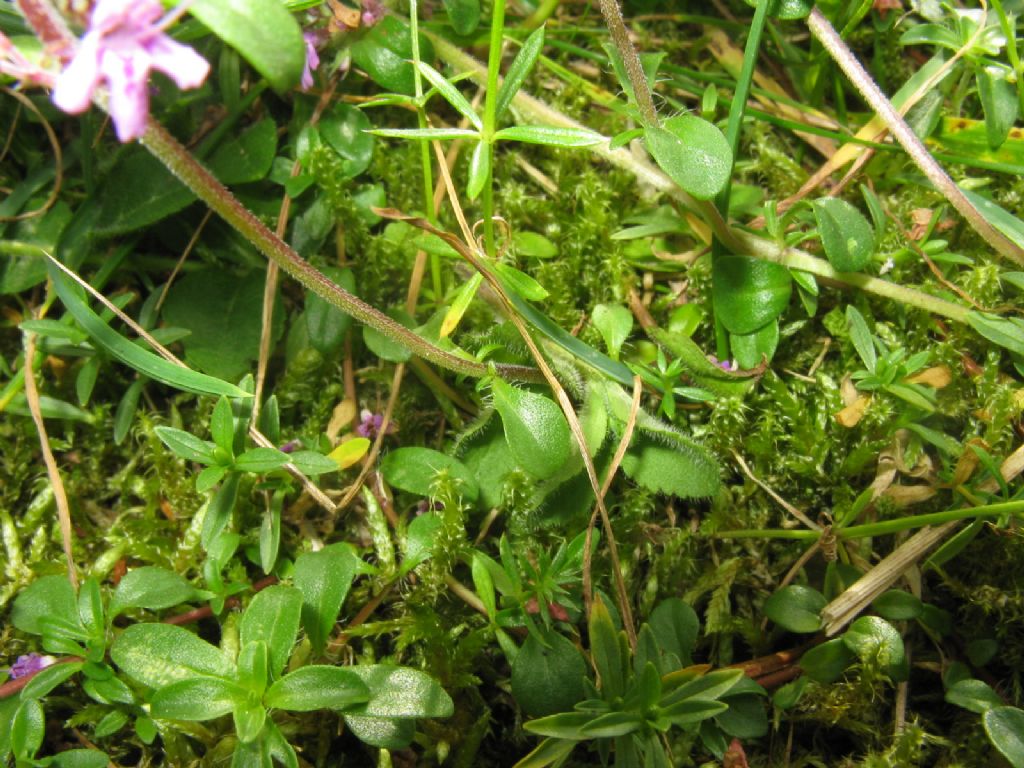Thymus sp.