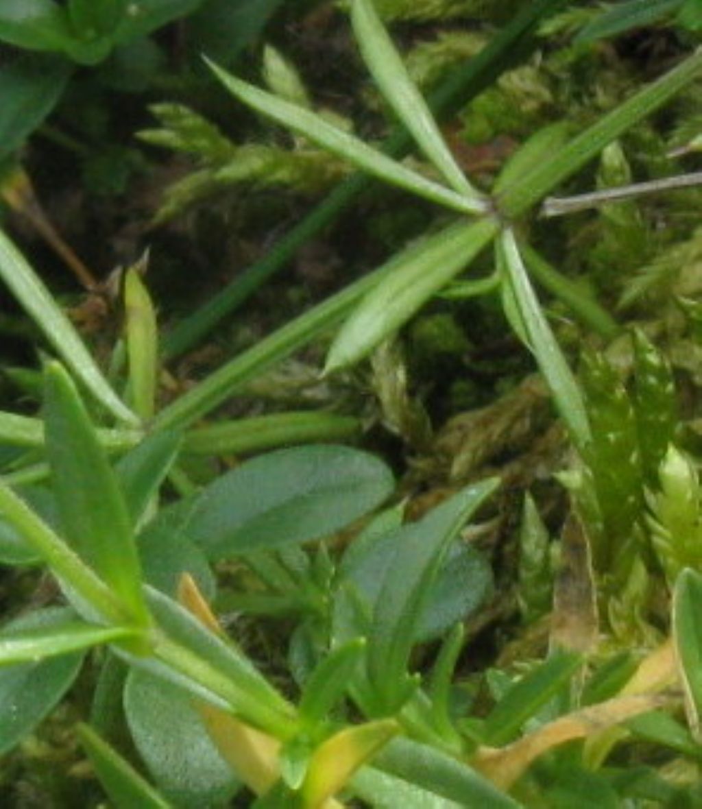 Galium cfr. anisophyllon (Rubiaceae)