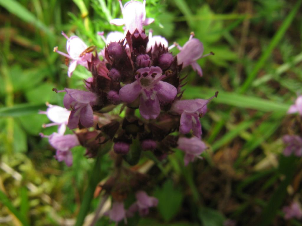 Thymus sp.