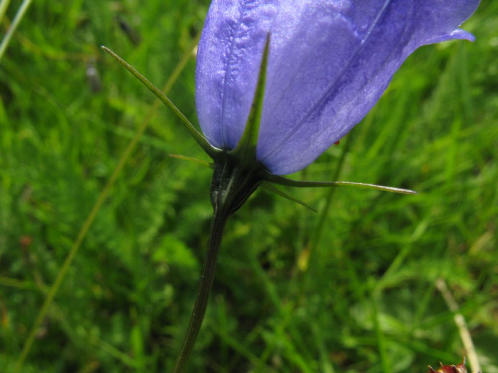 Campanula rapunculus?   No, Campanula cfr. scheuchzeri