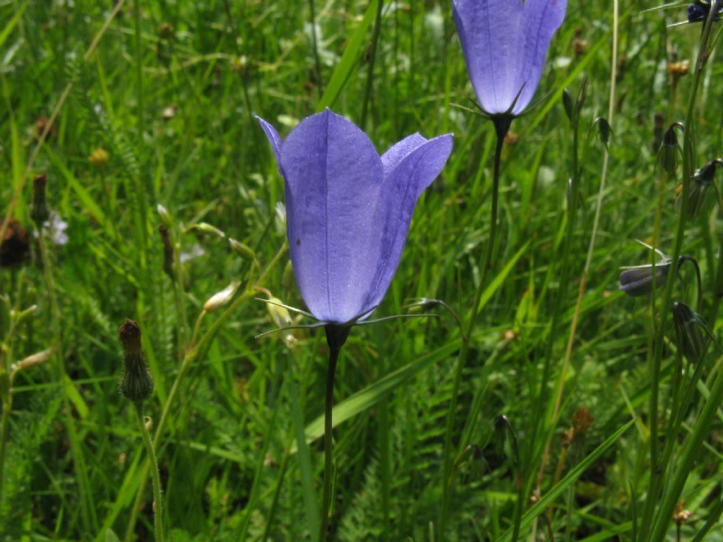 Campanula rapunculus?   No, Campanula cfr. scheuchzeri