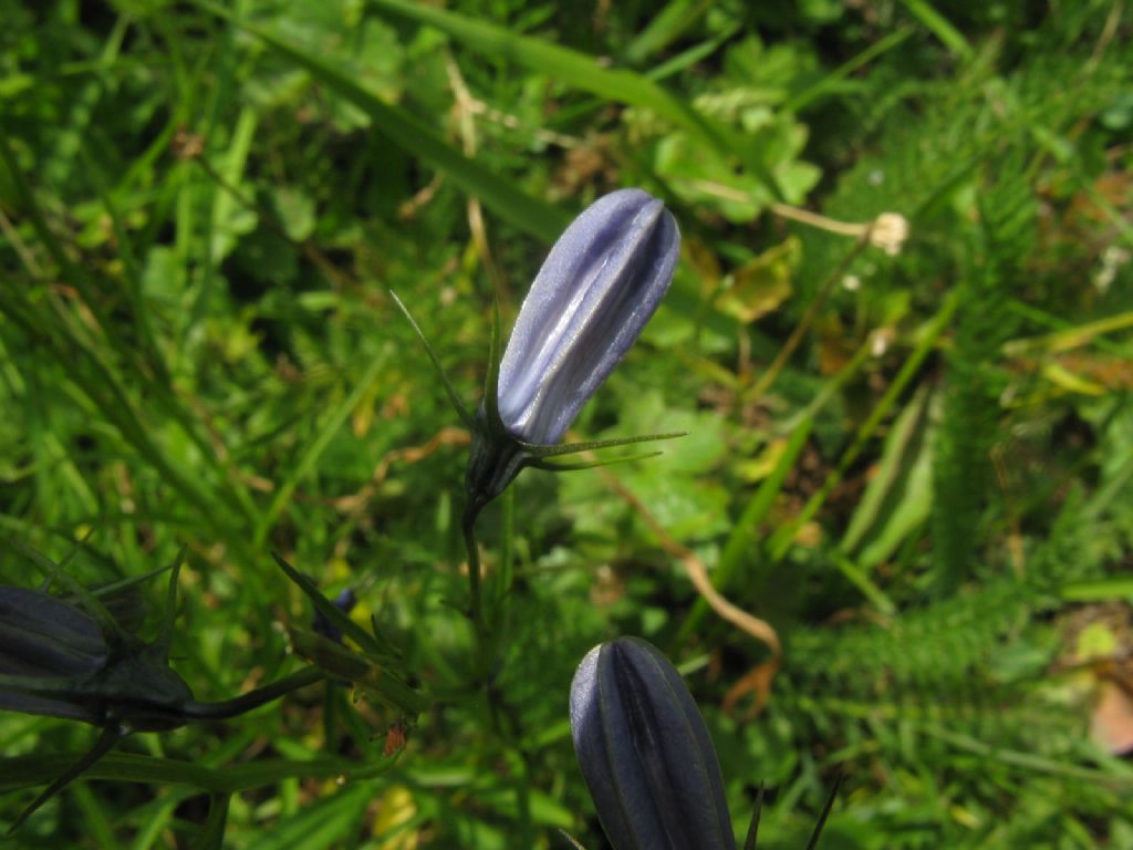 Campanula rapunculus?   No, Campanula cfr. scheuchzeri