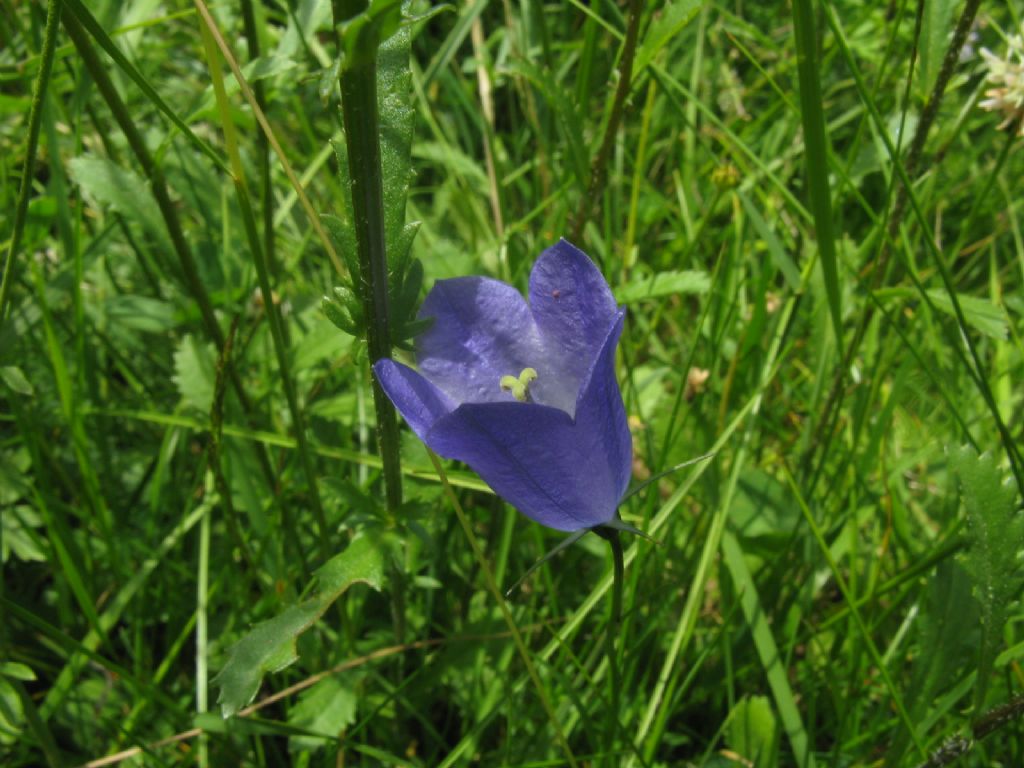 Campanula rapunculus?   No, Campanula cfr. scheuchzeri