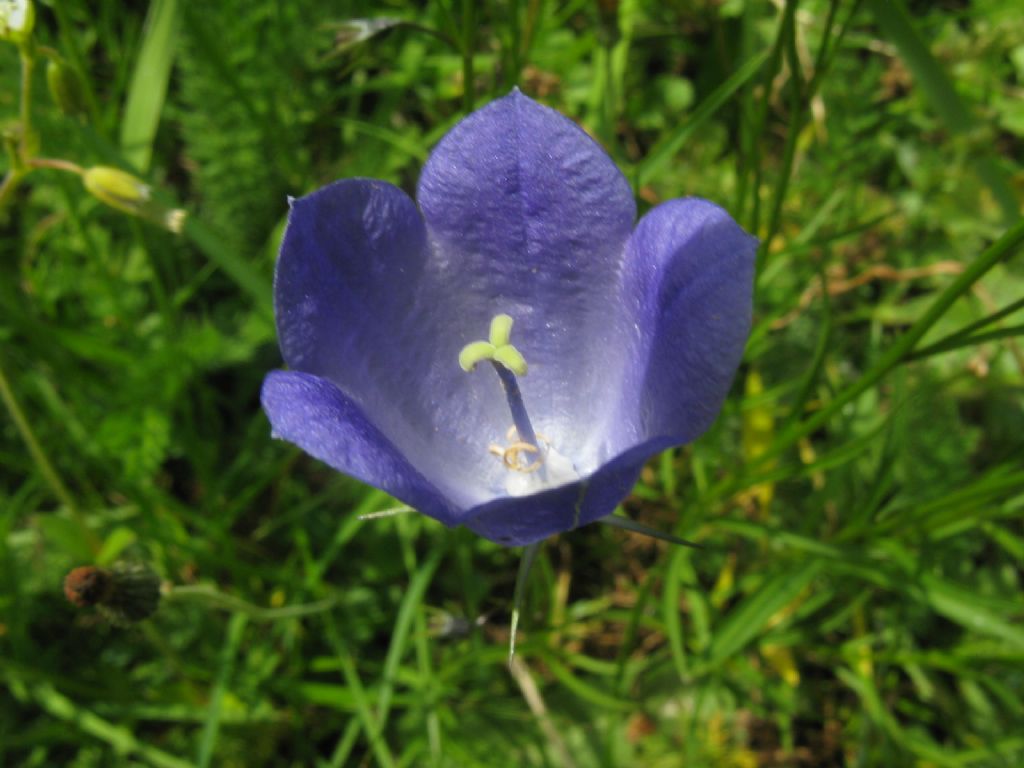 Campanula rapunculus?   No, Campanula cfr. scheuchzeri