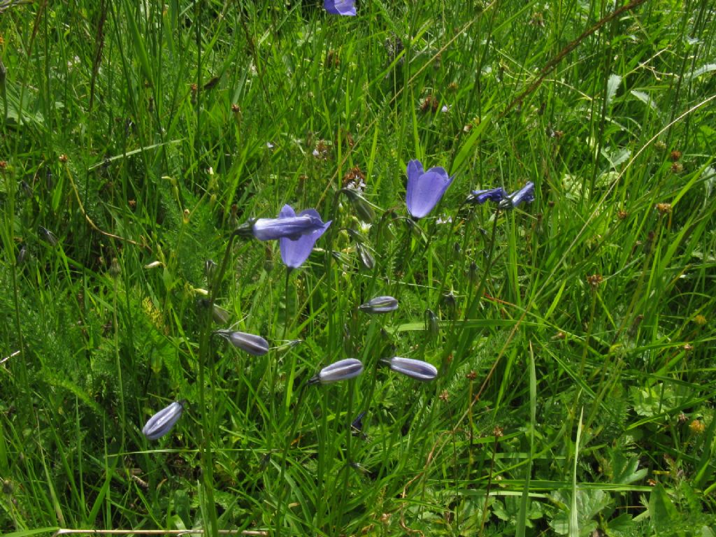 Campanula rapunculus?   No, Campanula cfr. scheuchzeri