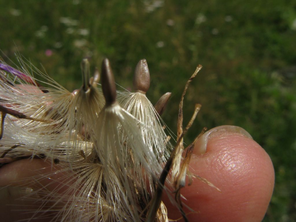 Carduus...?  S, Carduus defloratus subsp. defloratus