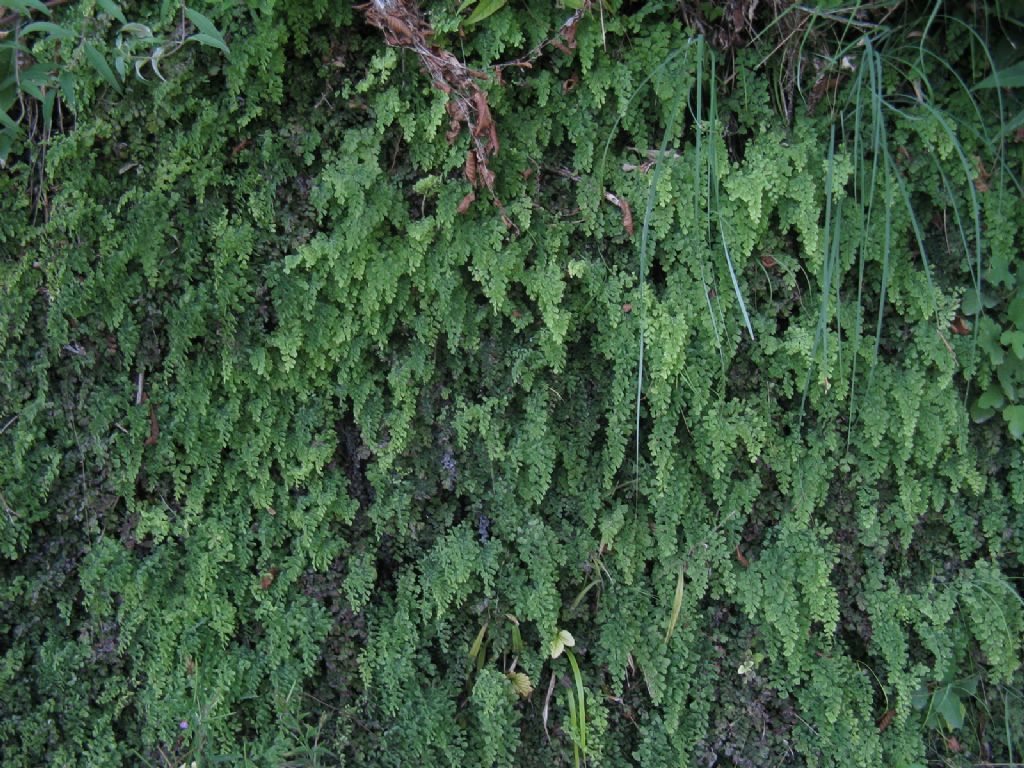 Adiantum capillus-veneris.