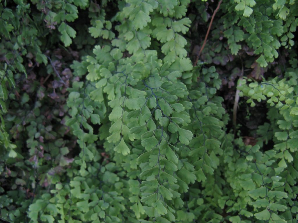 Adiantum capillus-veneris.