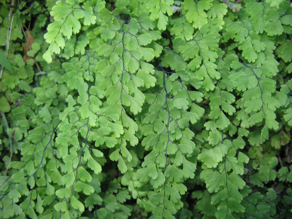 Adiantum capillus-veneris.