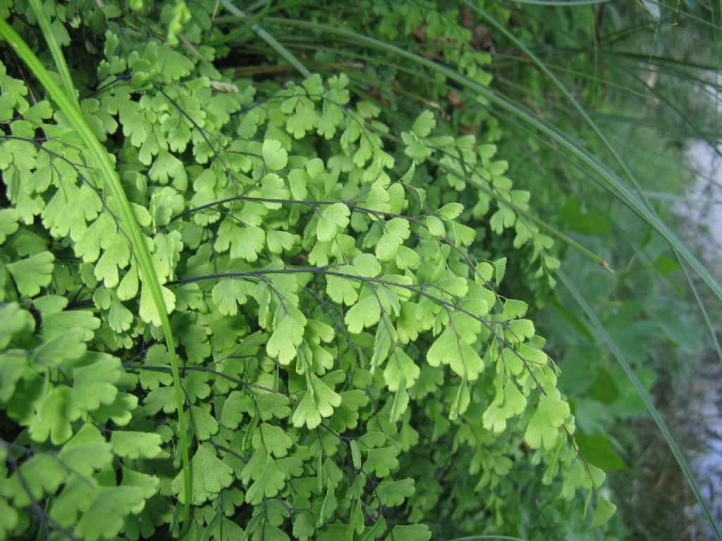 Adiantum capillus-veneris.