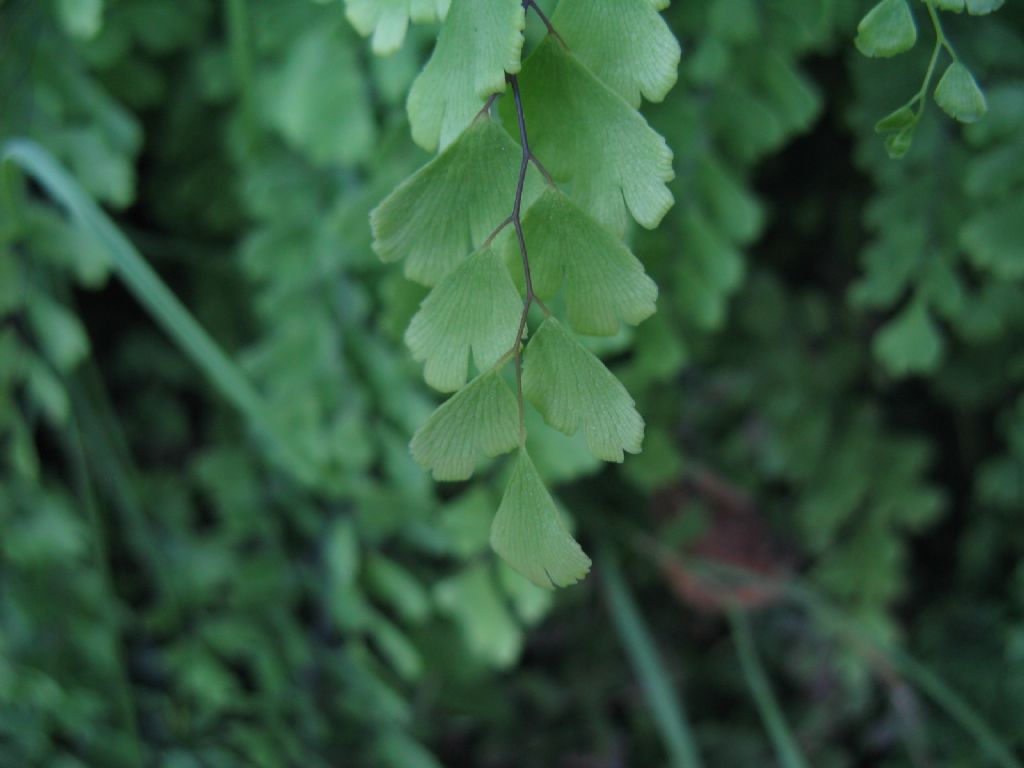 Adiantum capillus-veneris.