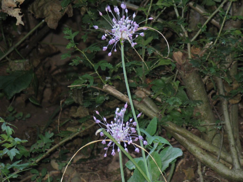 Allium carinatum...?... Allium cfr. coloratum