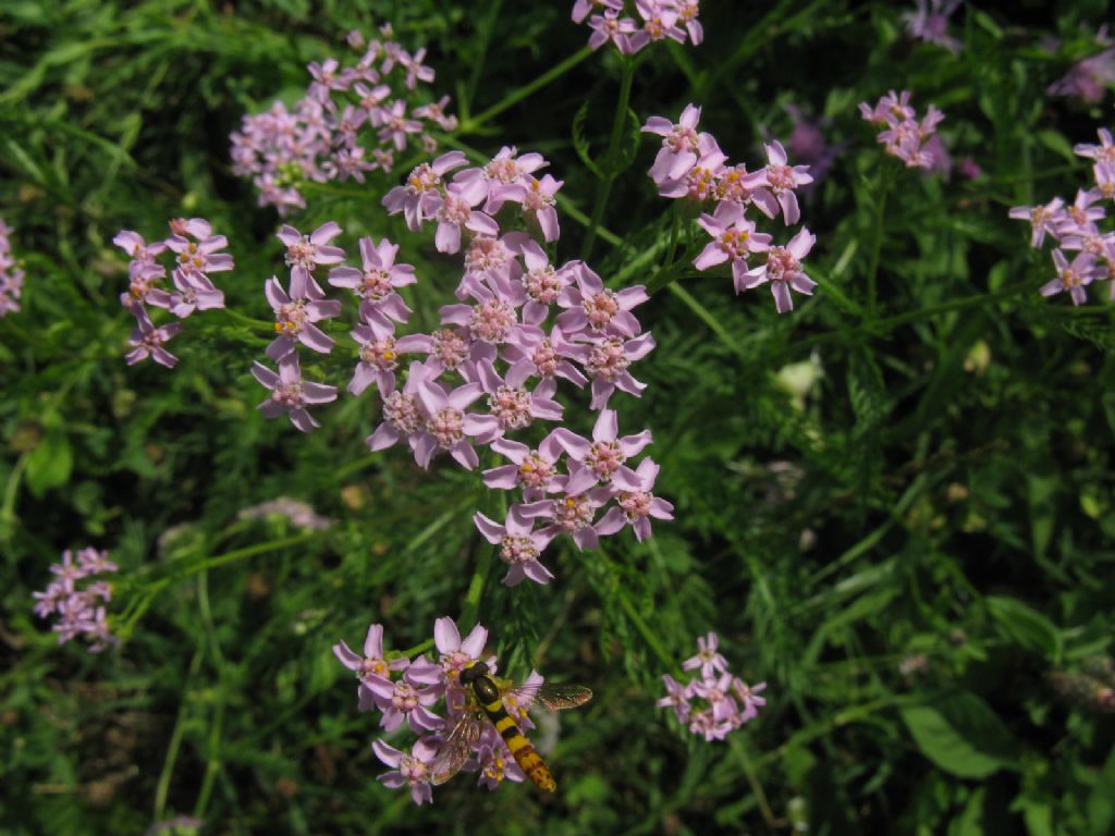 Quale Syrphidae? Sphaerophoria cfr. scripta