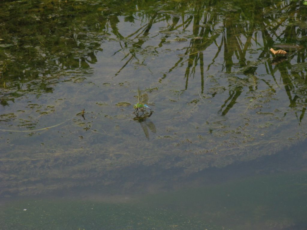 Anax imperator