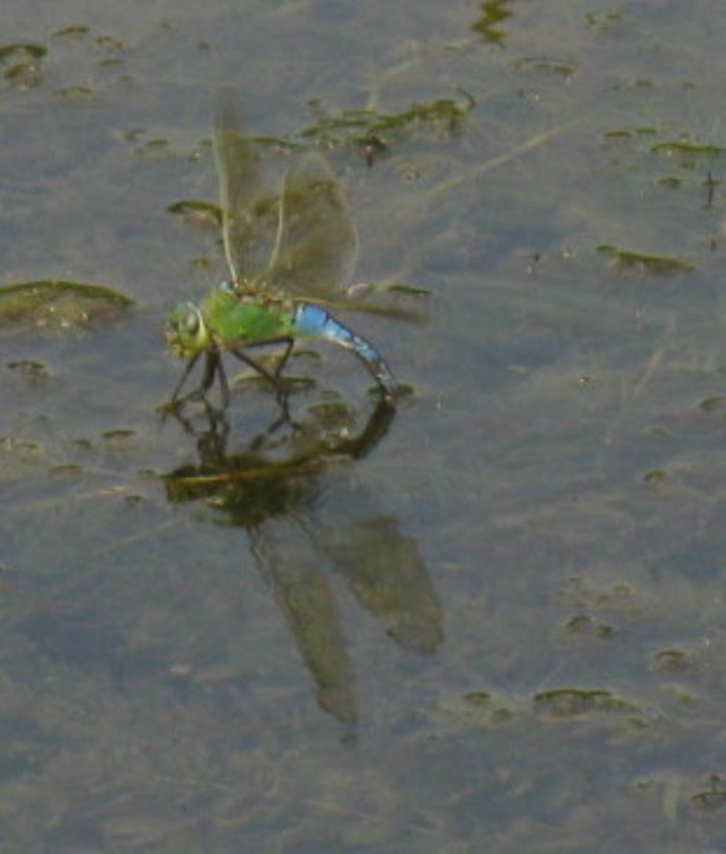 Anax imperator