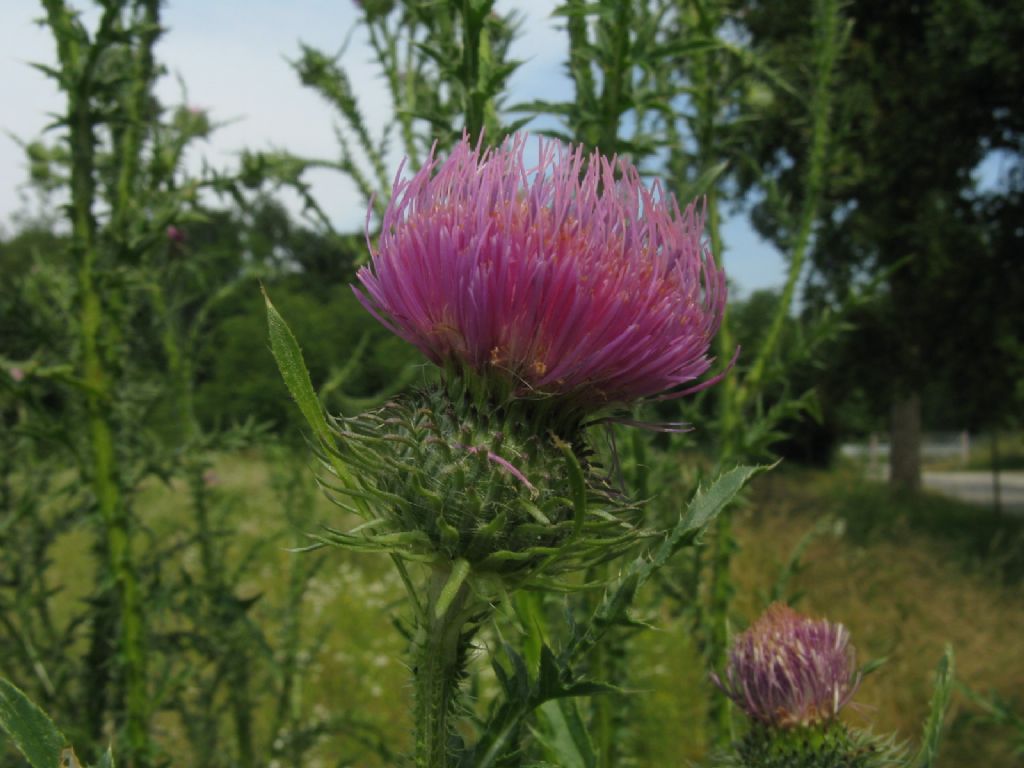 Cirsium vulgare? S !