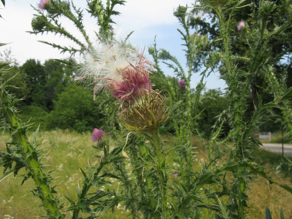 Cirsium vulgare? S !