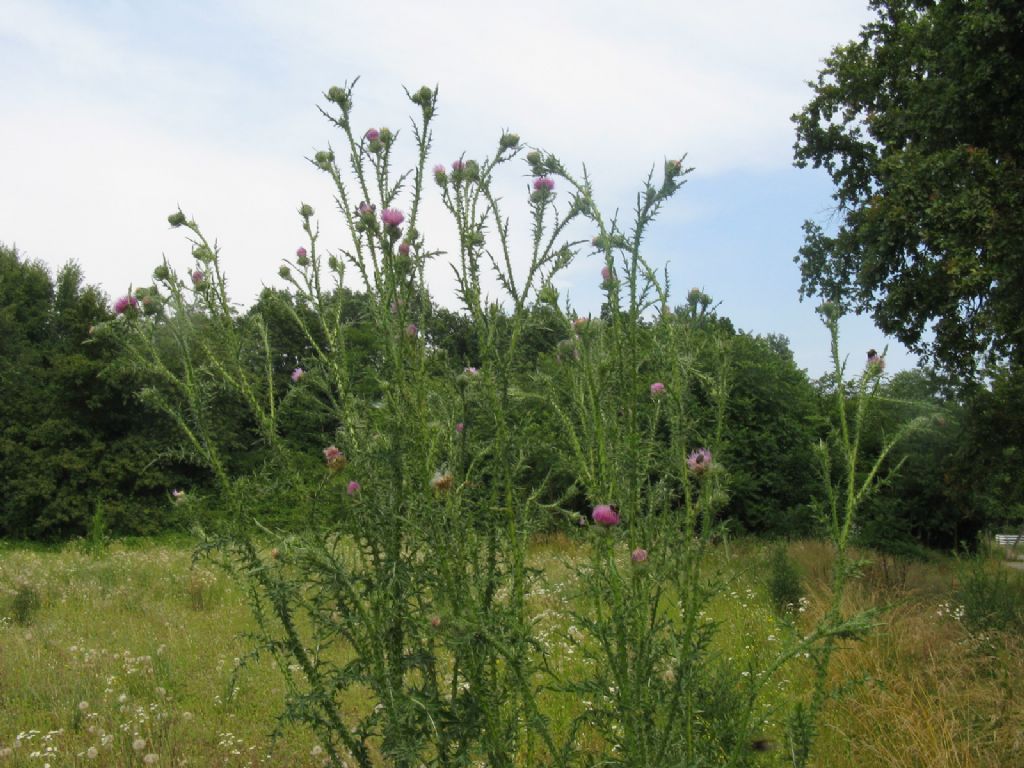 Cirsium vulgare? S !