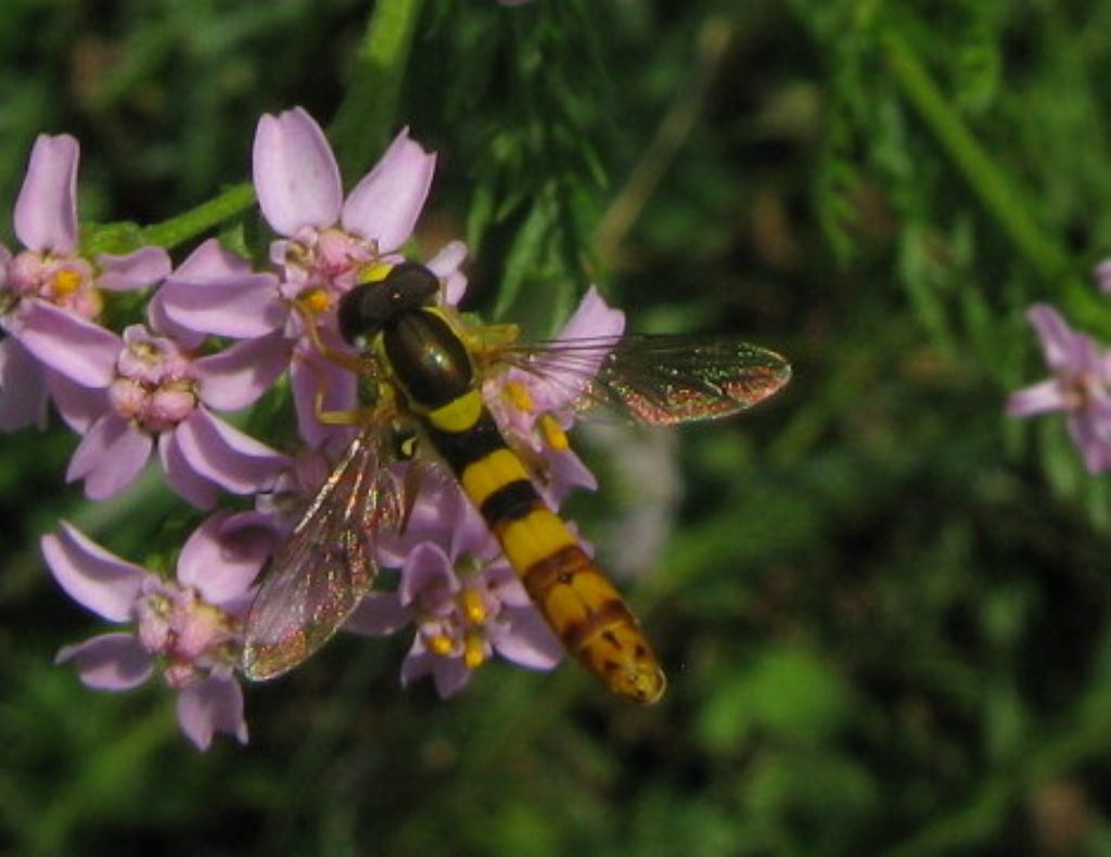 Quale Syrphidae? Sphaerophoria cfr. scripta