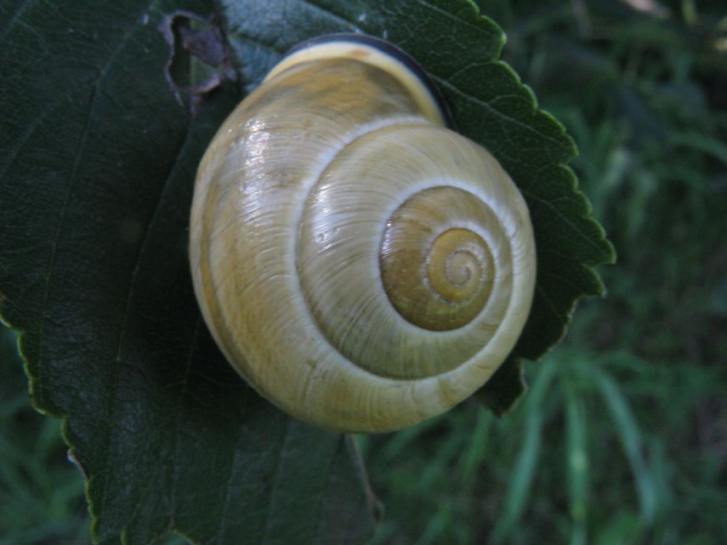 Cepaea nemoralis?