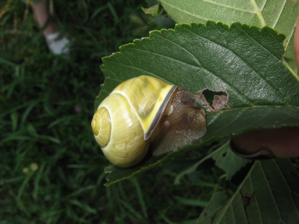 Cepaea nemoralis?