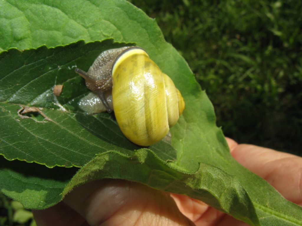 Cepaea nemoralis?