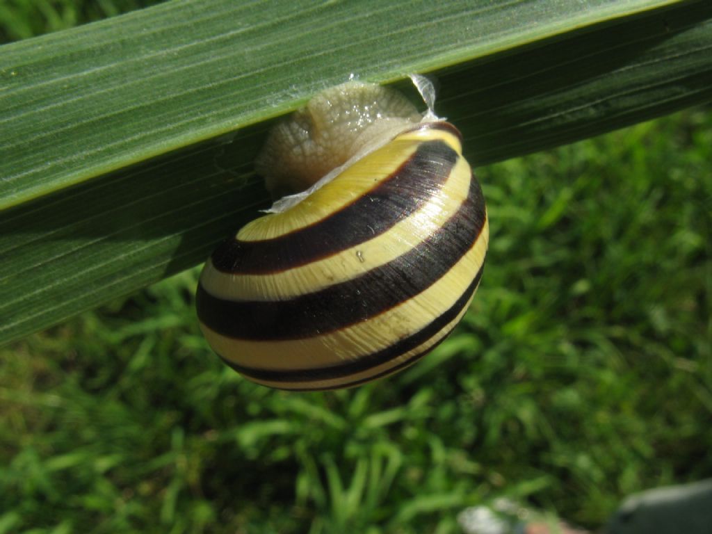 Cepaea nemoralis? 2