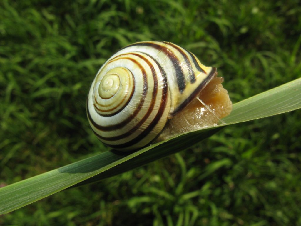 Cepaea nemoralis? 2