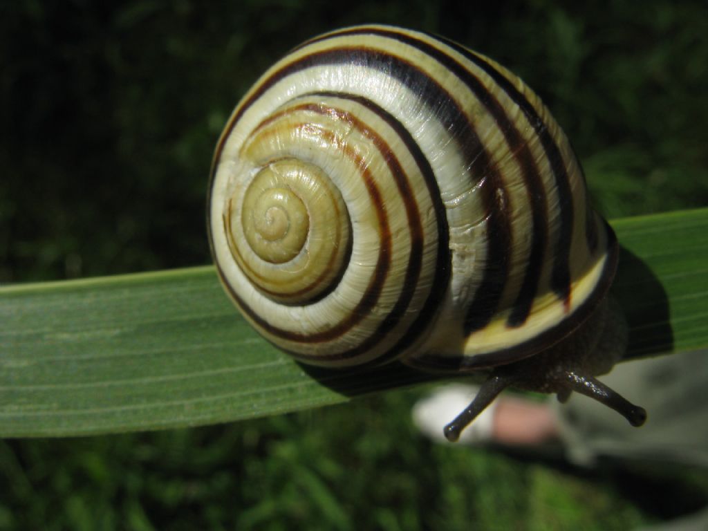 Cepaea nemoralis? 2