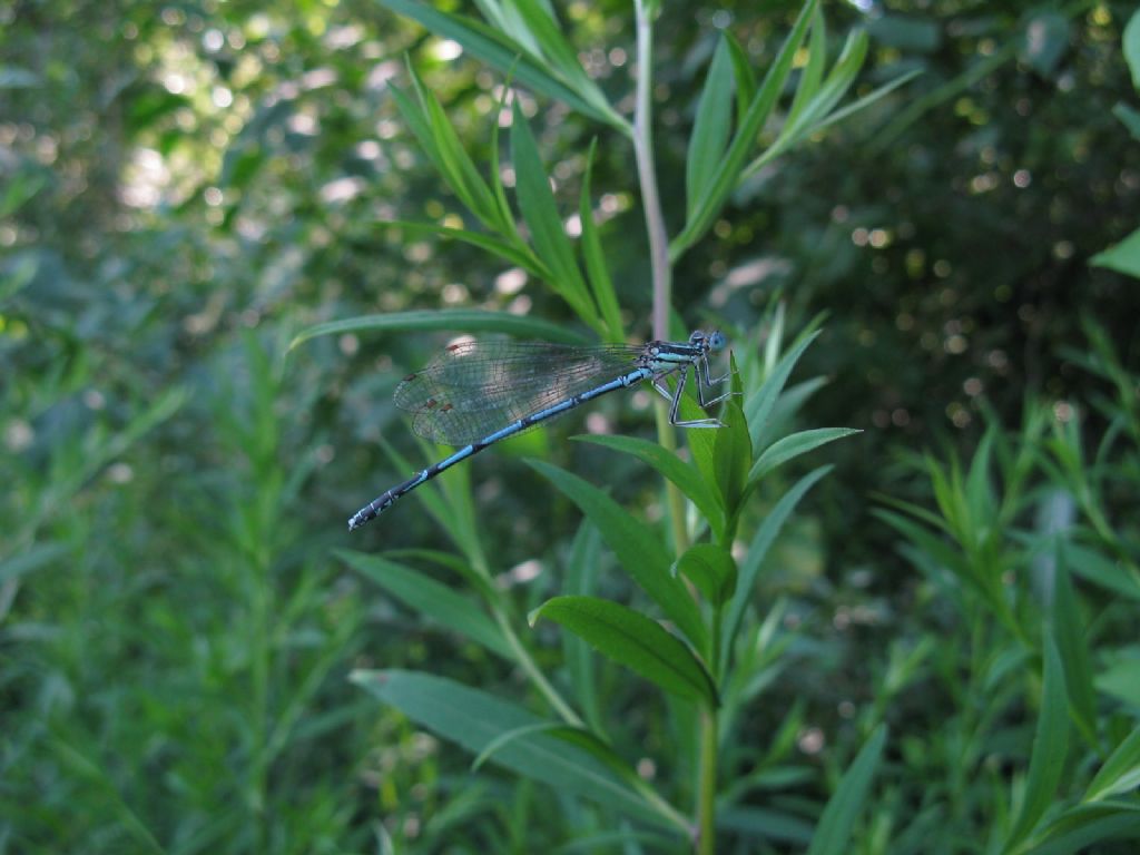 Platycnemis pennipes maschio?  S !