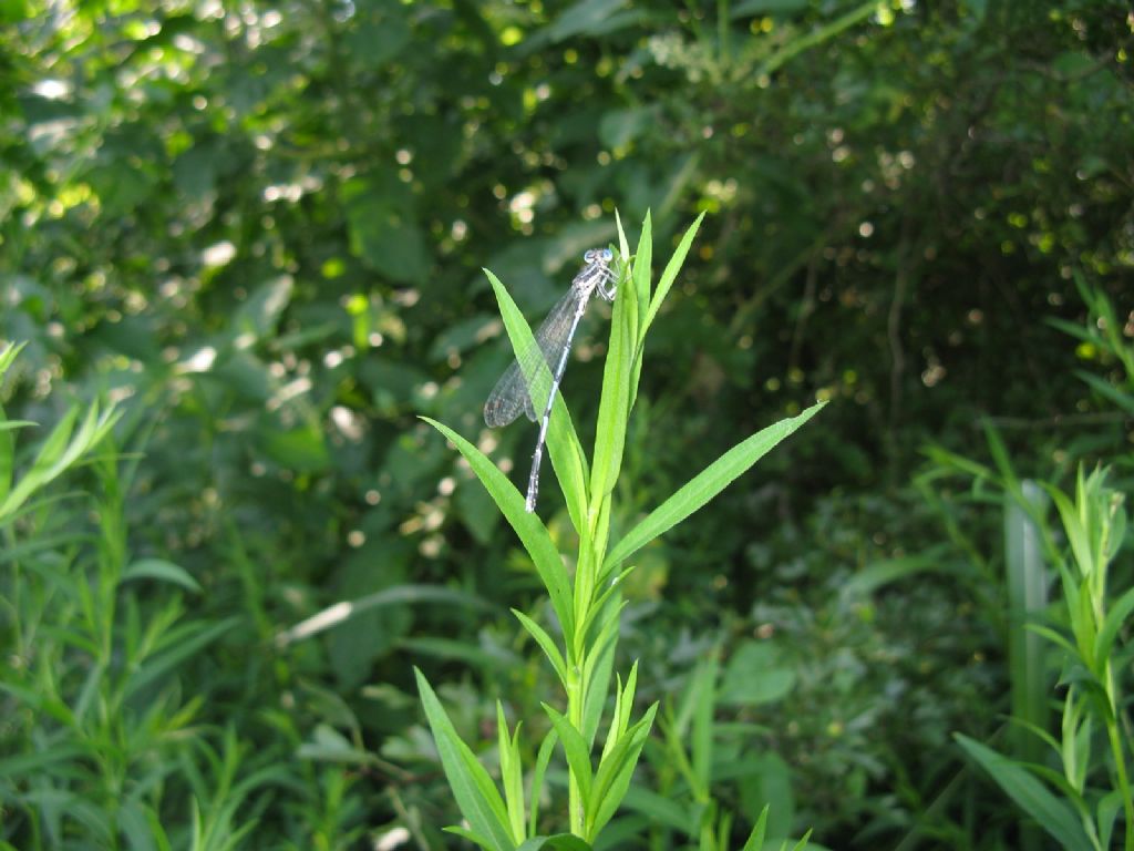 Platycnemis pennipes femmina?