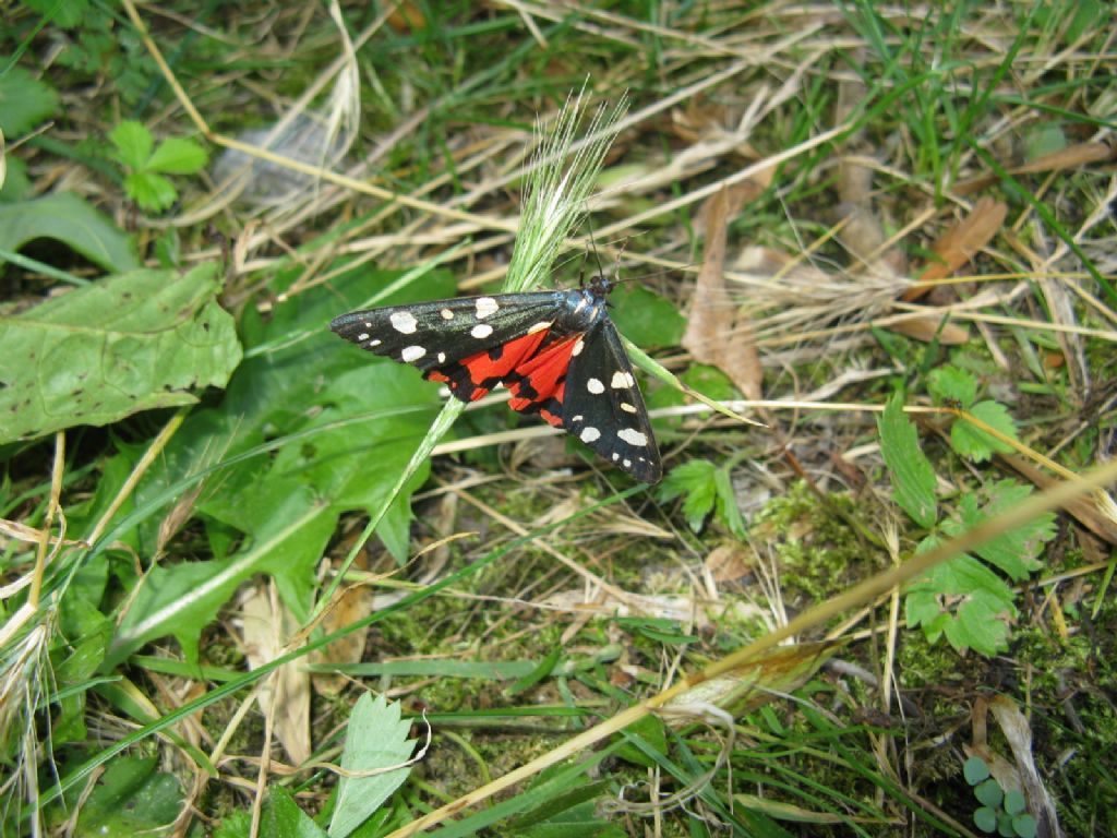 Arctia villica femmina?  No, Callimorpha dominula