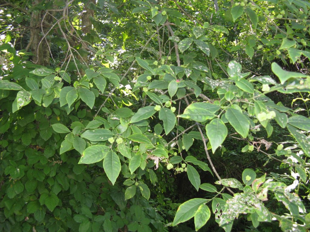 Euonymus europaeus / Berretta del prete (Celastraceae)