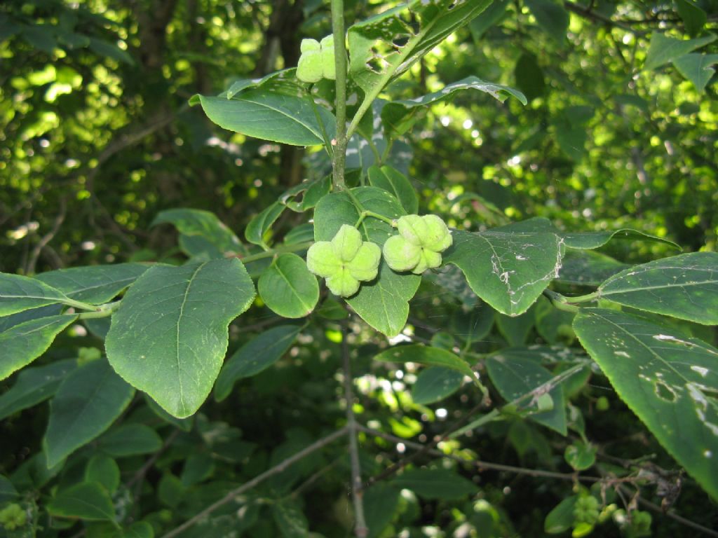 Euonymus europaeus / Berretta del prete (Celastraceae)