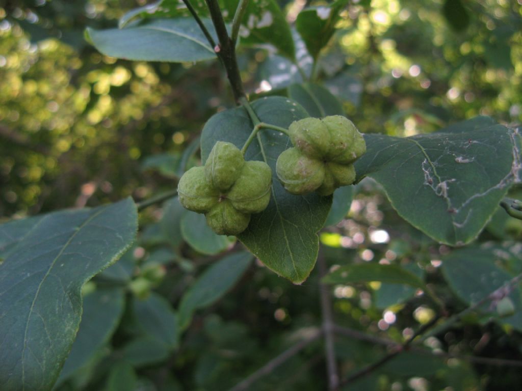 Euonymus europaeus / Berretta del prete (Celastraceae)