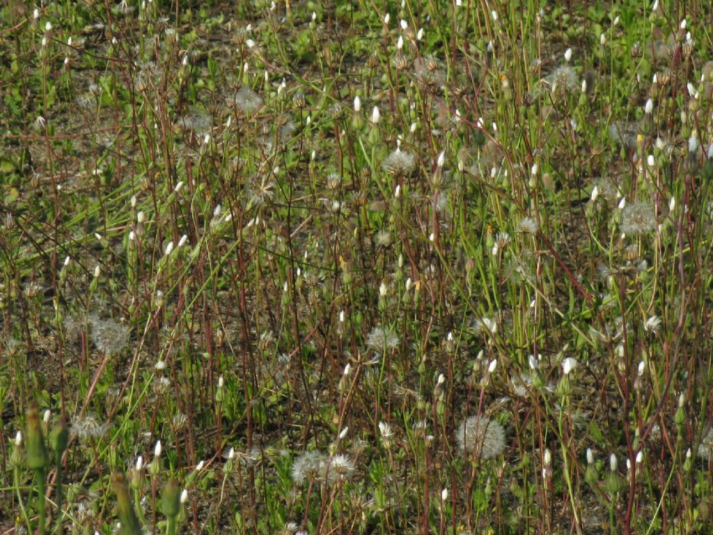 Asteracea : Crepis foetida